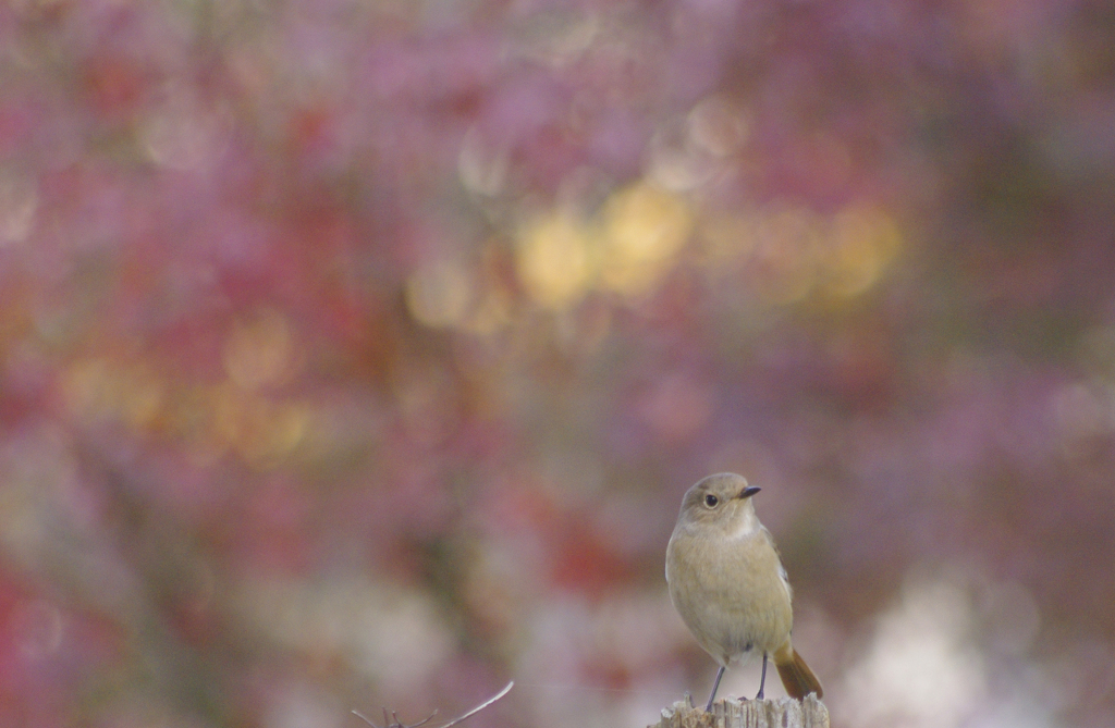 紅葉を背に