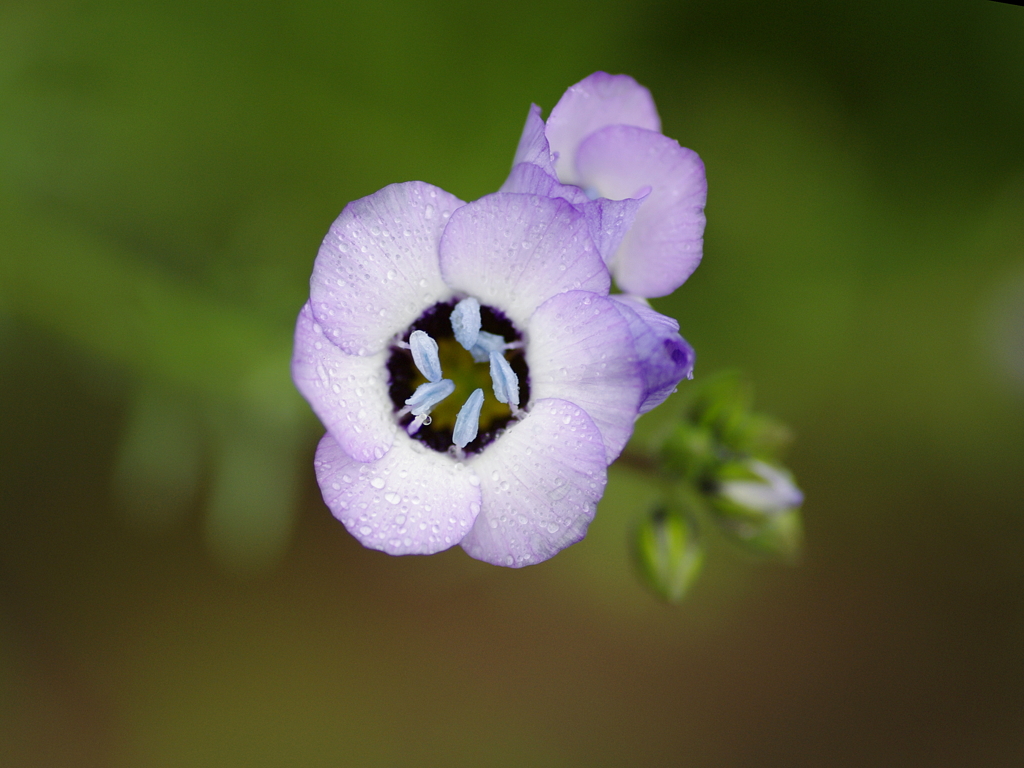 藤色の花びらに水色の蕊