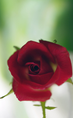 情熱の赤い薔薇