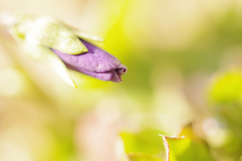つつましい幸福