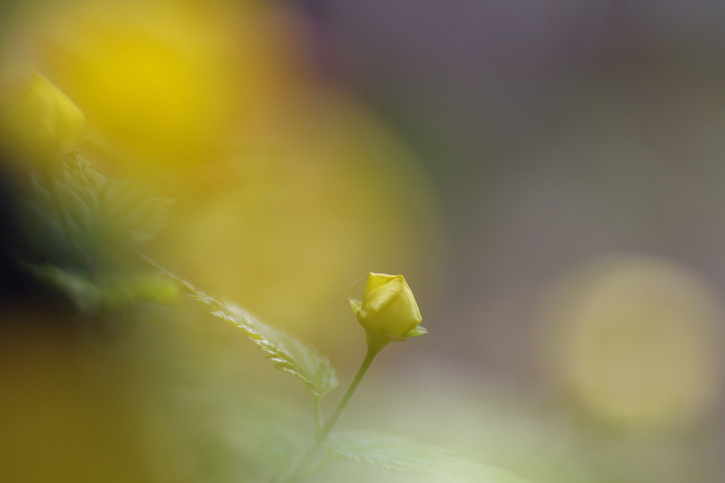 面影草 by 雲雀のこころ （ID：6616649） 写真共有サイトPHOTOHITO