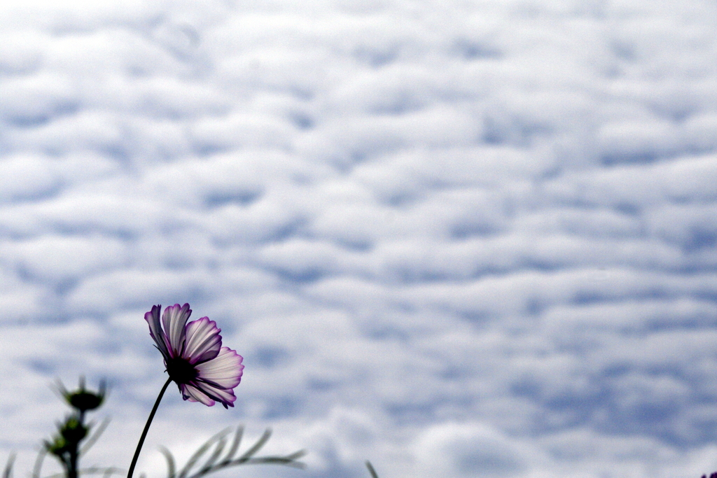 うろこ雲を追いかけて