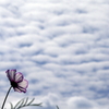 うろこ雲を追いかけて