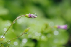 滴の花