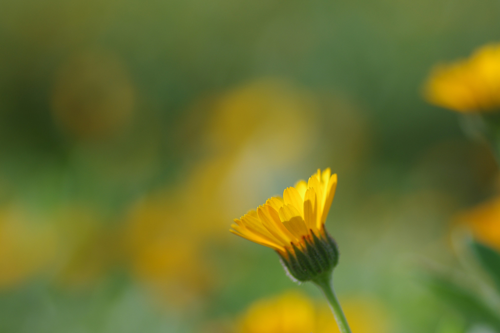 黄金の花