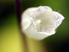 Spotted bellflower