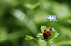 お花のパラソル