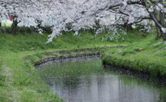 花吹雪