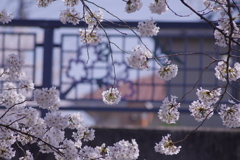 桜と榛名橋