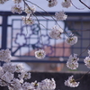 桜と榛名橋