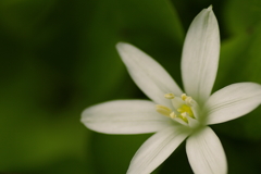 star of Bethlehem