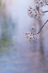 桜の水面