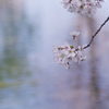 桜の水面