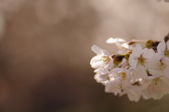 待ち桜