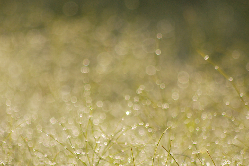 露時雨