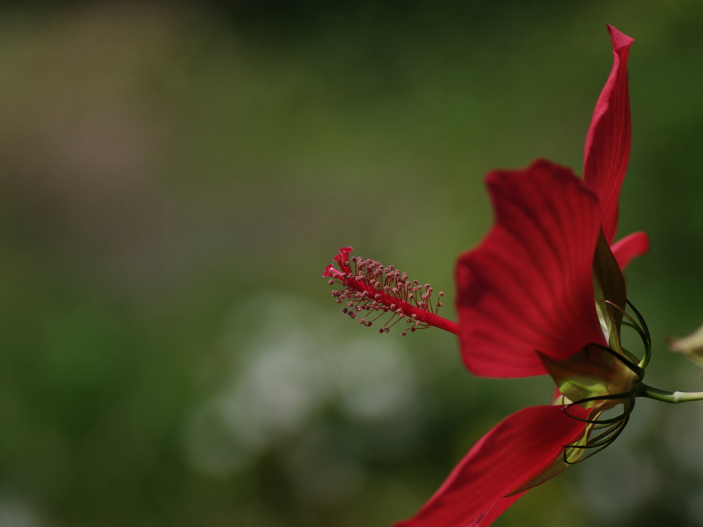 灼熱の花
