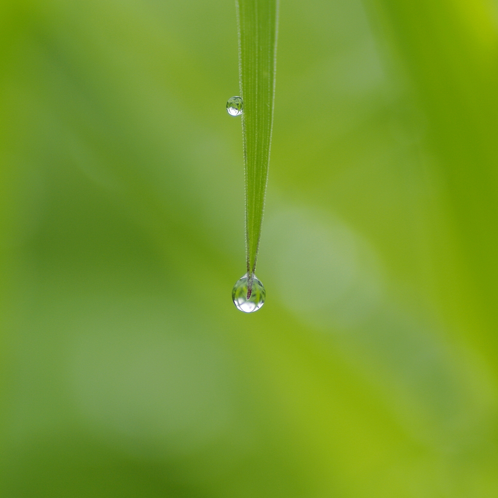 雨のお土産