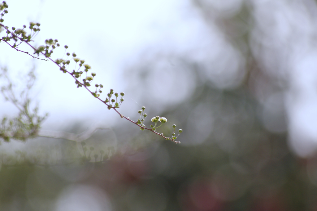 笑窪花