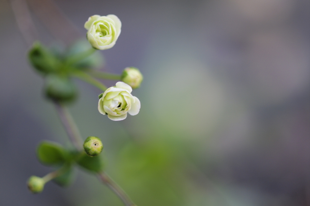 未来への期待ーいつか薔薇になるー