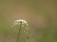 撫菜