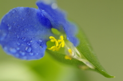 蛍草