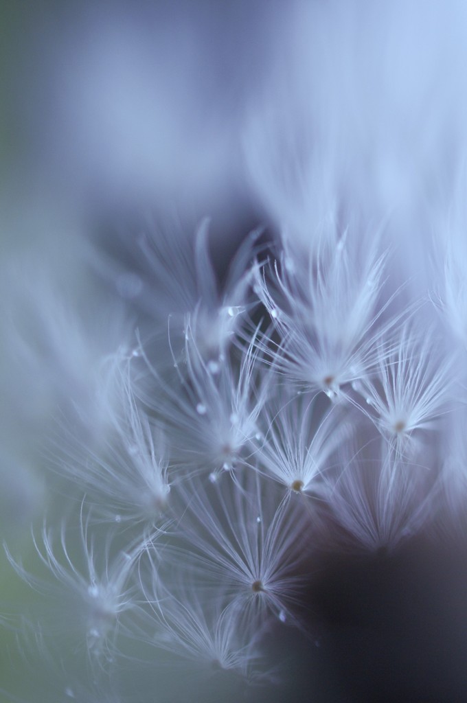 raindrop