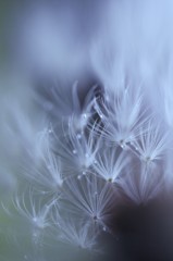 raindrop