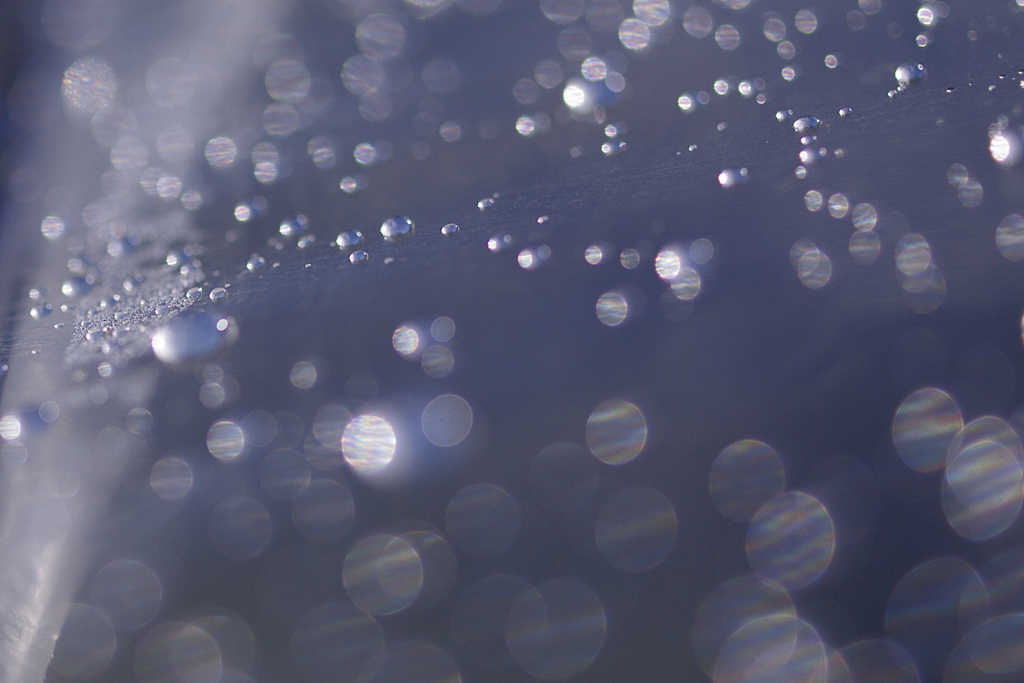 雨後の粒