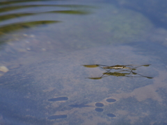 ユーモラスな影