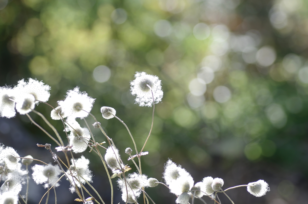 ワタゲの花