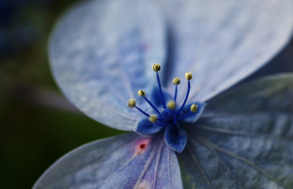 真実の花