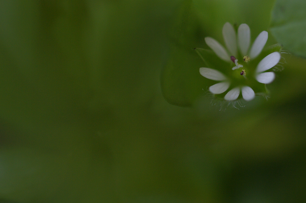 草原の花
