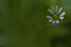 草原の花