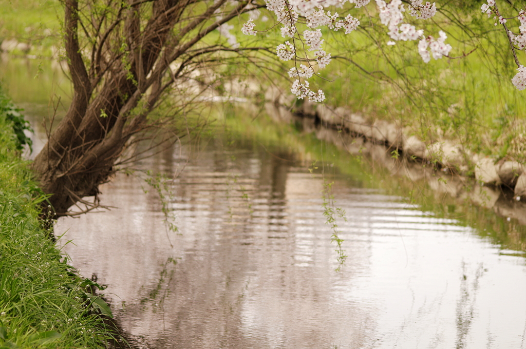 柳と桜 by 雲雀のこころ （ID：9473672） - 写真共有サイト:PHOTOHITO