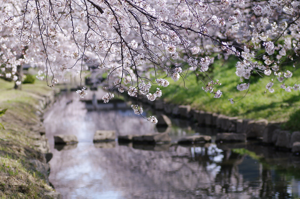 華やかに