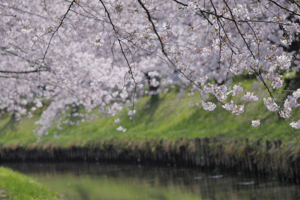 桜散歩