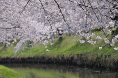 桜散歩