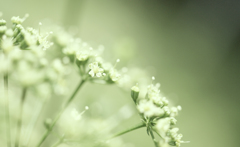 pale green