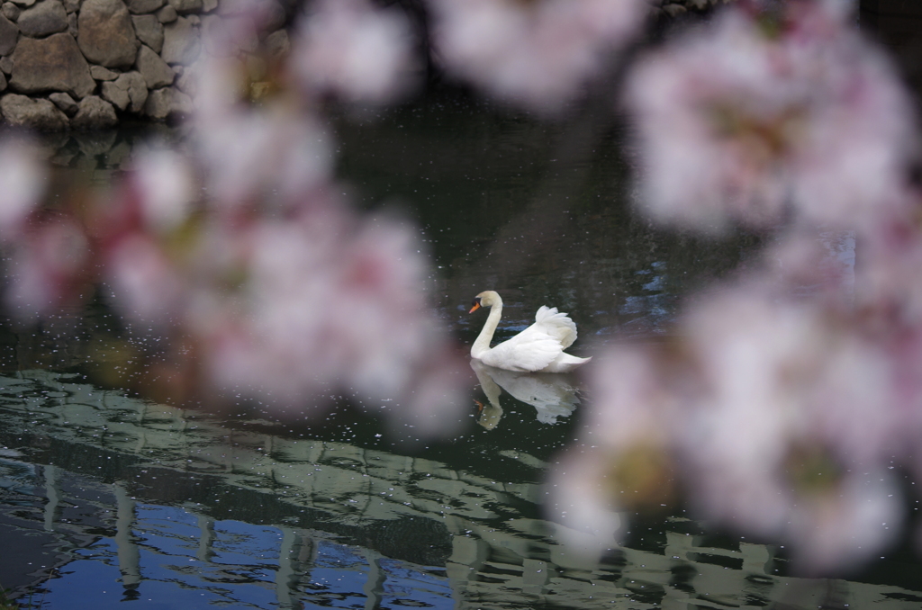 春の舞い