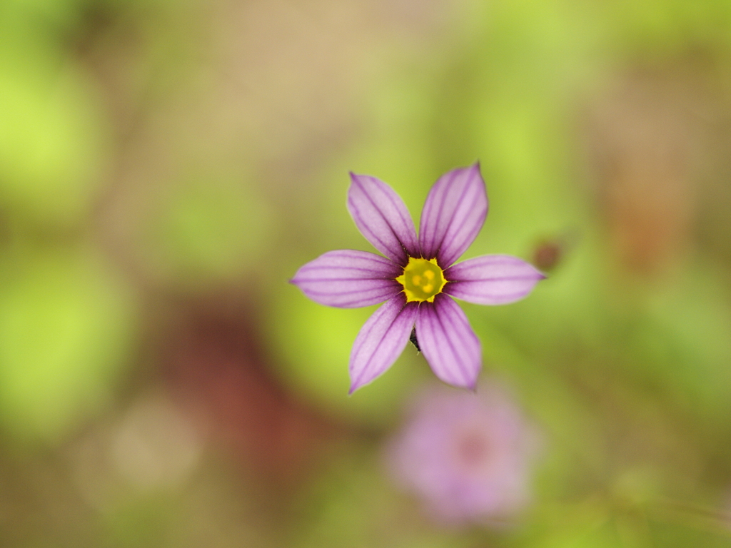 芝生の星