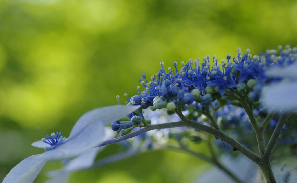 indigo  blue