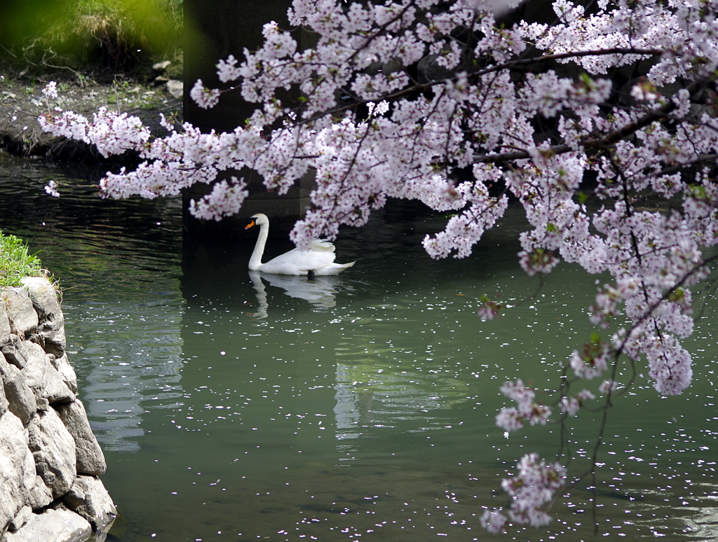 白鳥と桜