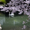 白鳥と桜