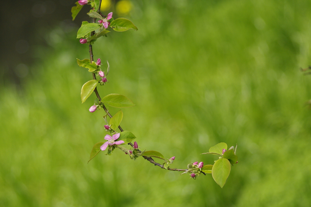 カリンの花