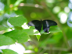 黒いマント