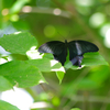 黒いマント