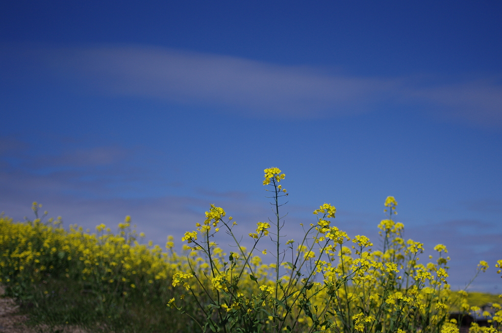青空に菜の花