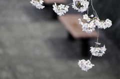 桜ベンチ