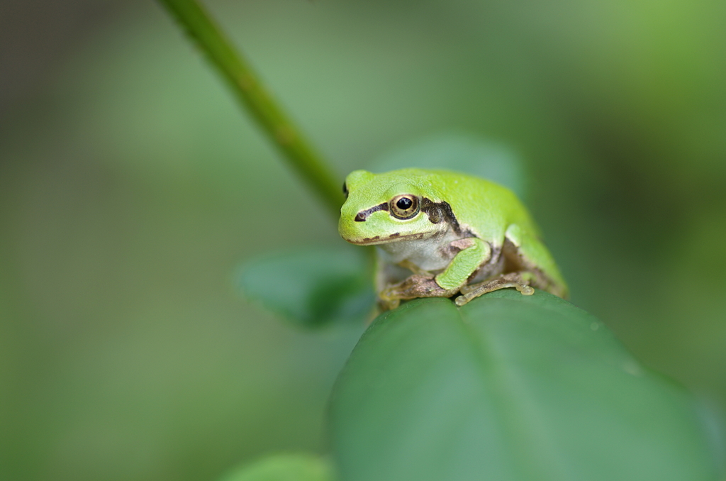 木瓜の葉の上で