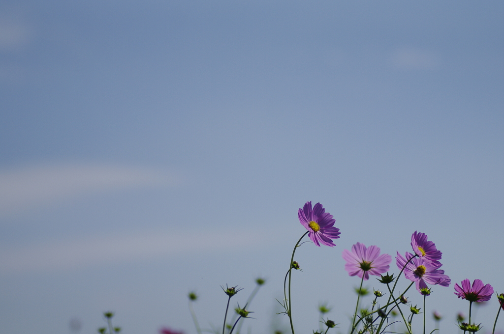 青空に秋桜